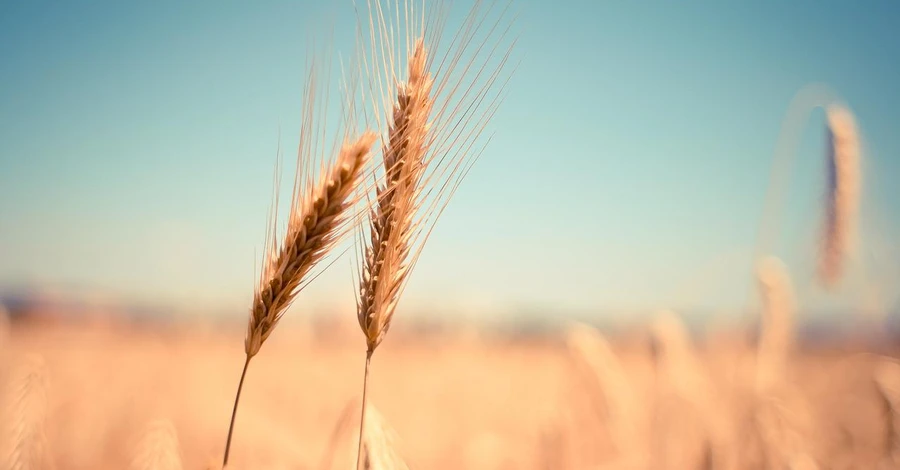В Турции создадут механизм для вывоза зерна из Украины