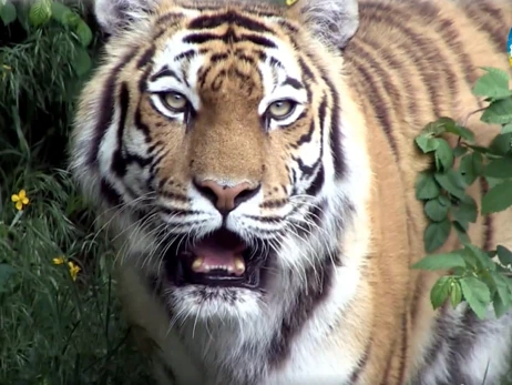 Тигрица Далила, спасенная под Харьковом, стала любимицей гостей Киевского зоопарка