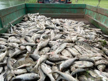 В Борисполе экологи выявили массовую гибель рыбы - причину выясняют