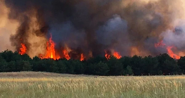 Эколог о пожарах на Кинбурнской косе: Восстанавливать здесь леса нет смысла