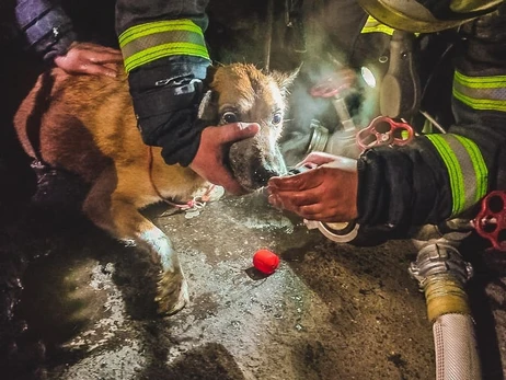 ГСЧС показала видео спасения собаки из горящей квартиры в Киеве