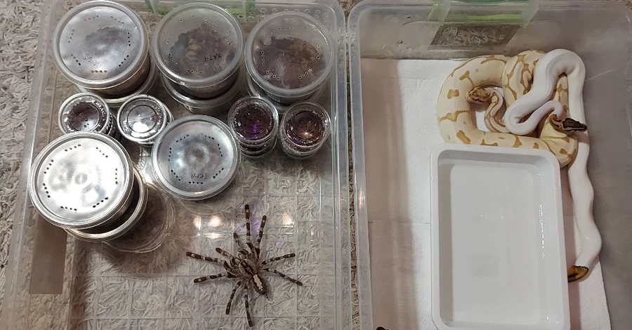 Херсонец во время оккупации приютил экзотических пауков, ящериц и питонов