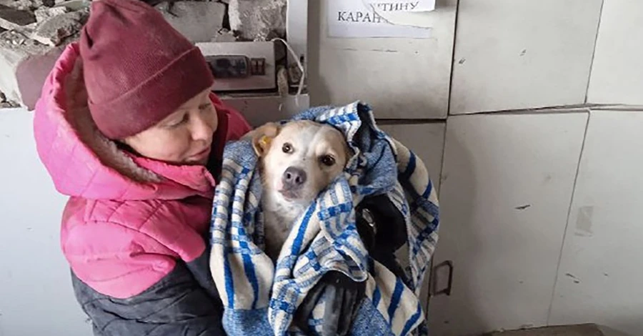 Из-под завалов разрушенной ракетами РФ аптеки в Купянске спасли пса