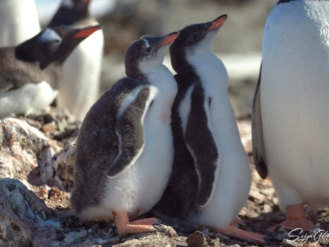 Украинские полярники показали подросших пингвинят, обитающих возле 