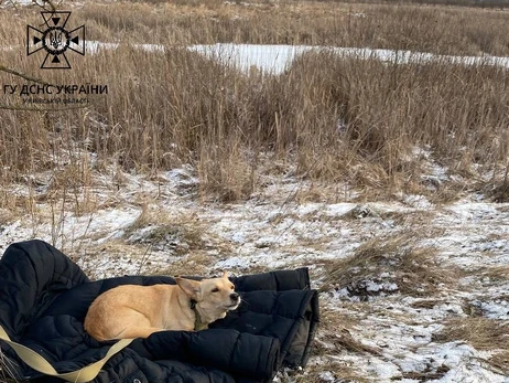 В Киевской области пес не дождался хозяина, вышедшего на неустойчивый лед
