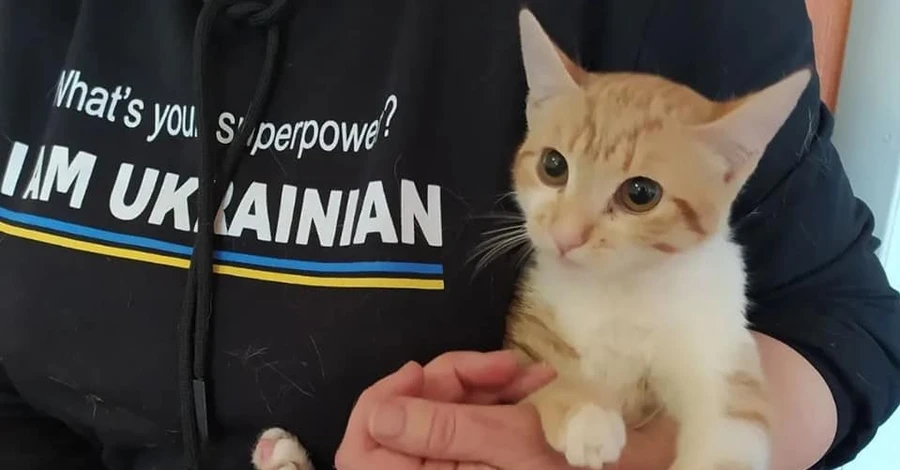 Во время эвакуации животных из Славянска зоозащитники приняли роды у кошки