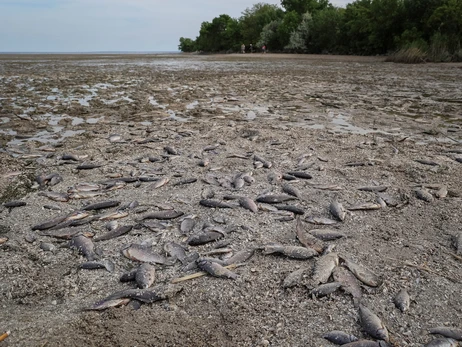В нескольких областях Украины начался мор рыбы из-за подрыва Каховской ГЭС