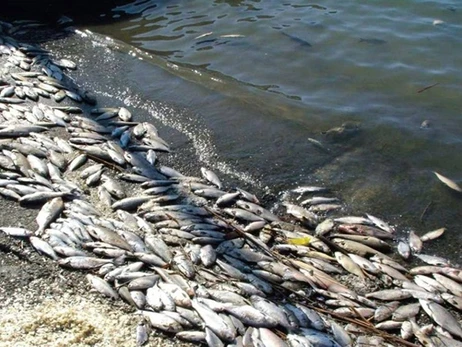 На оновлення рибного фонду після підриву Каховської ГЕС піде 15 - 20 років