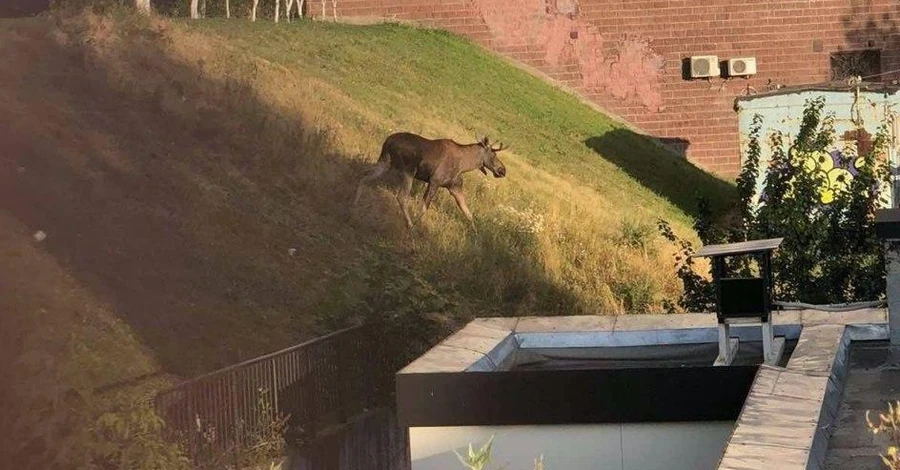 В киевском парке заметили лося – бегал по футбольному полю