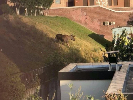В киевском парке заметили лося – бегал по футбольному полю