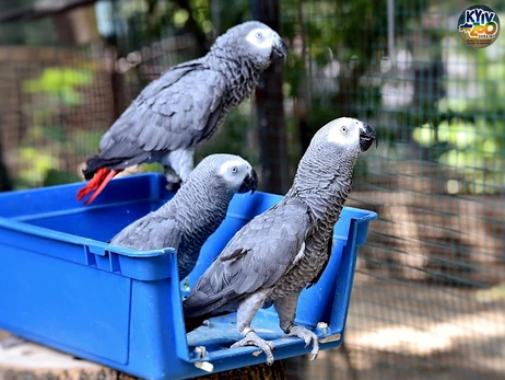 В Киевском зоопарке спасенных попугаев Жако переселили в новый просторный вольер 