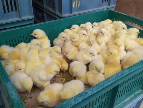 Жители Дергачей на Харьковщине получили почти 12 тысяч цыплят от ООН