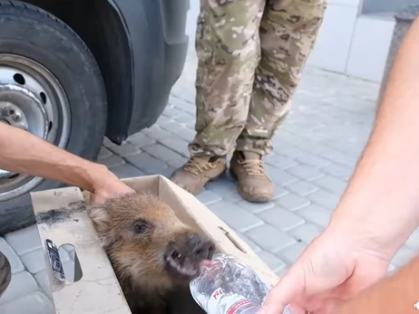 На Донбассе спасли детеныша кабана - животное передали волонтерам