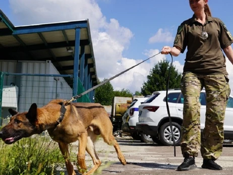 В Україну приїхали собаки з ЄС, які працюватимуть на деокупованих територіях