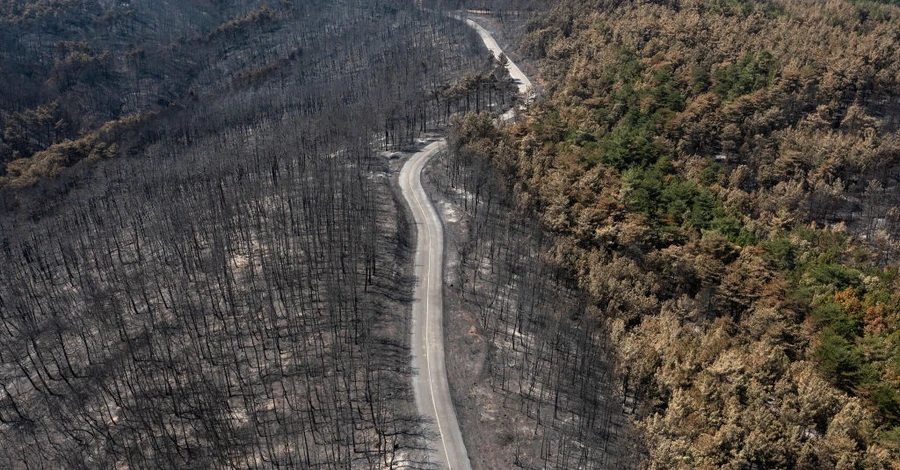 Евросоюз признал лесные пожары в Греции самыми масштабными в своей истории