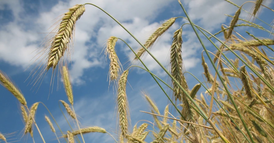 Польша и Словакия жестко отреагировали на иск Украины в ВТО из-за запрета импорта зерна