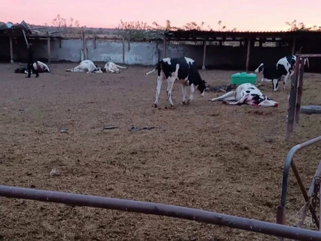 На Херсонщине РФ обстреляла сельскохозяйственное предприятие, погибли десять коров