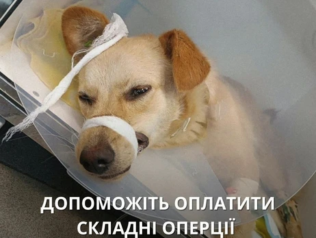 Зоозахисники рятують двох собак з Оріхова, поранених внаслідок обстрілів