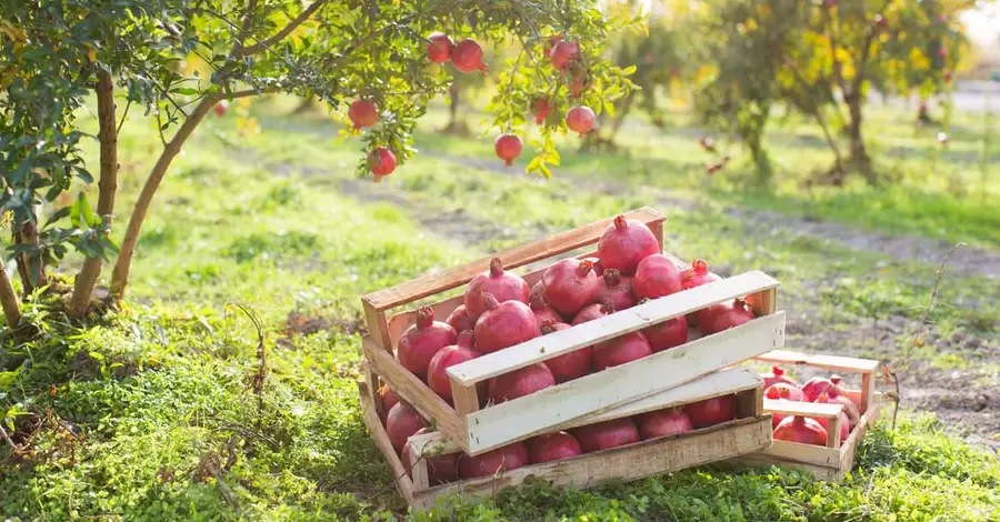 «Яблуко спокуси»: гранат «чистить» судини, але не підвищує гемоглобін