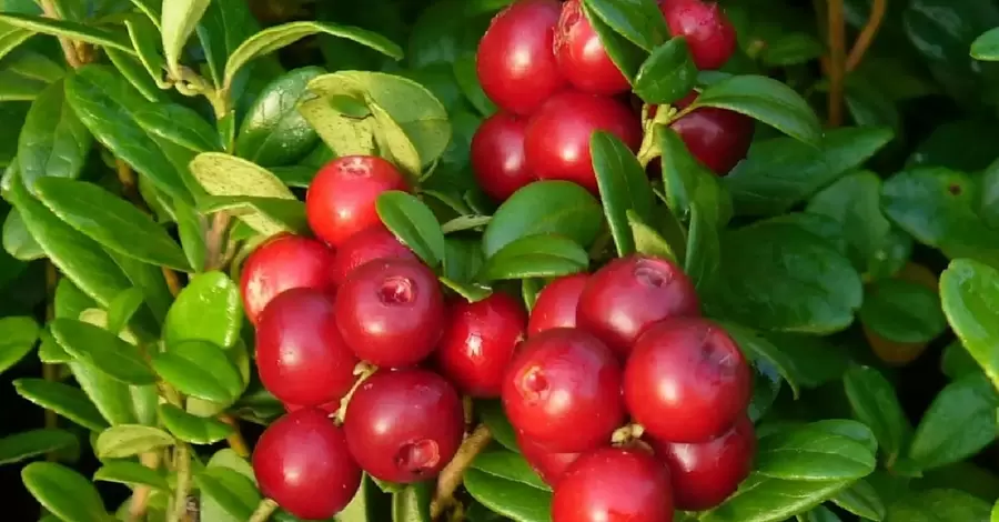 Болотная ягода: клюква защищает от простуды и снижает температуру лучше парацетамола