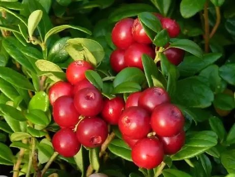 Болотяна ягода: журавлина захищає від застуди та знижує температуру краще за парацетамол