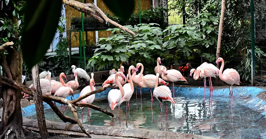Розовых фламинго в киевском зоопарке переселили на зиму в теплый дом