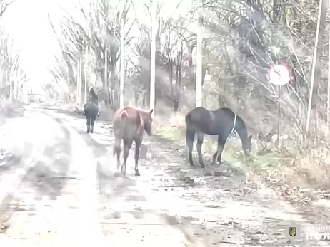 З Авдіївки, яку штурмують росіяни, евакуювали двох коней