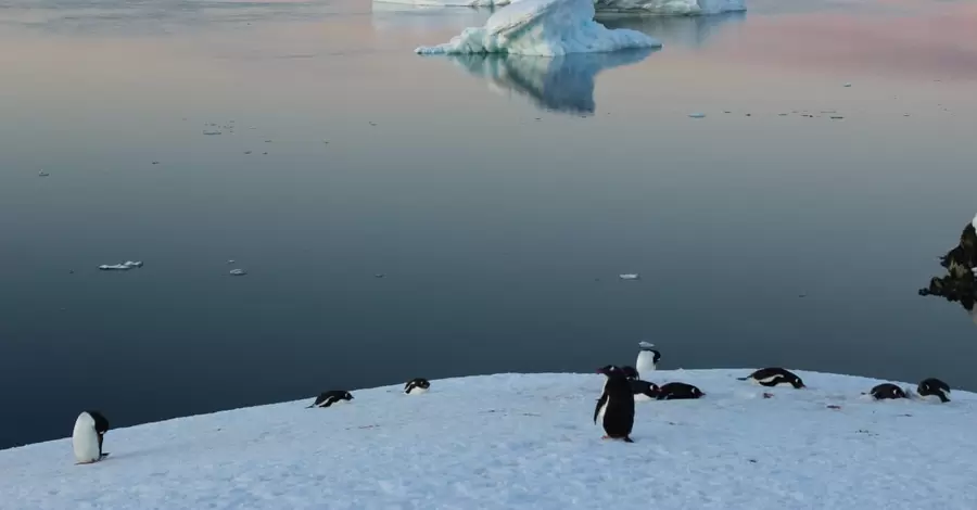 В День Антарктиды украинские полярники рассказали о вреде, нанесенном континенту человечеством