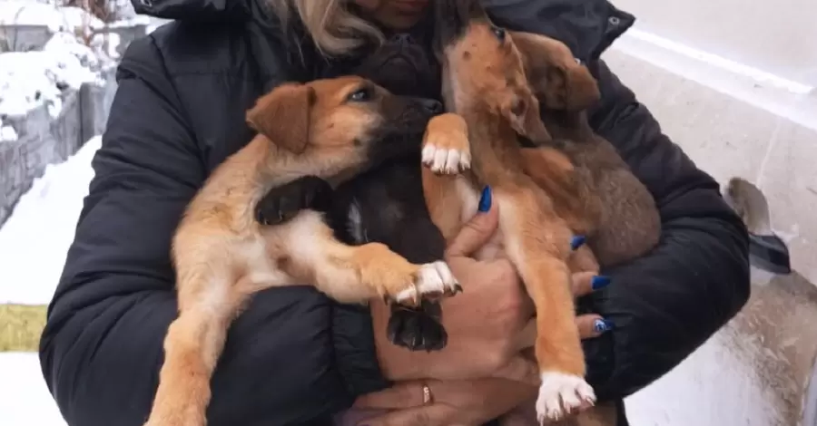 Зоозащитники эвакуировали из Херсонской области восемь щенков 