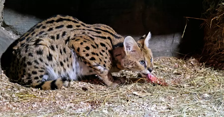 В Киевском зоопарке спасли четырех сервалов, вывезенных из-под обстрелов