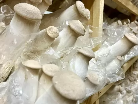 На вкус - среднее между вешенкой и белым грибом: как в Черкассах выращивают грибы эринги