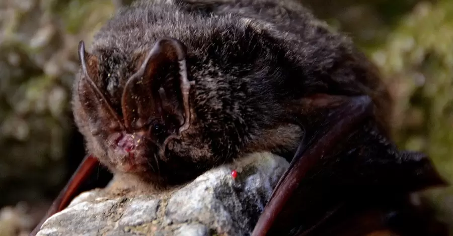 В Ивано-Франковской области обнаружили очень редких летучих мышей, занесенных в красную книгу