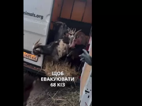 Волонтери допомогли евакуювати майже 70 кіз з прифронтового села на Херсонщині