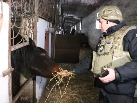 Поліцейські опікуються майже 30 конями з ферми на Харківщині