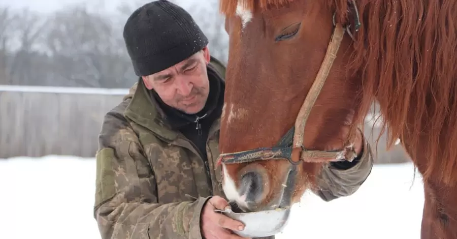 В Харьковской области фермер бросил 28 лошадей, волонтеры требуют изъять животных