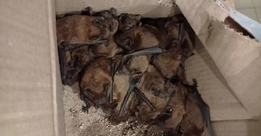 Выброшенные в Полтаве летучие мыши проходят реабилитацию в Харькове