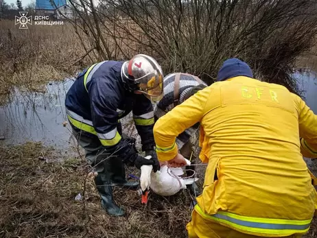 В Киевской области спасли лебедя, который стал жертвой человеческой жестокости
