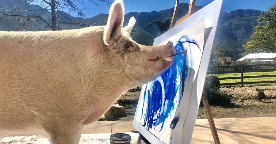 Умерла свинья Пигкассо - самое успешное животное-художник в мире 