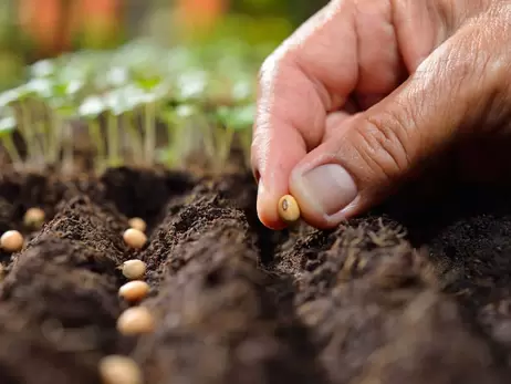 Посеял овощи после Благовещения и получил щедрый урожай? Развеиваем огородные мифы