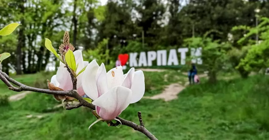 Сакура-тур по Украине: в Ужгороде и Львове есть аллея сакур, а в Мукачево цветет весь город