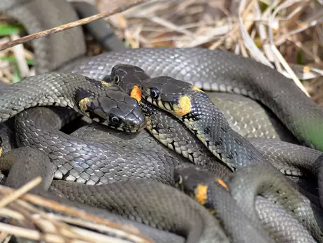 Змії в Україні: отруйні і неотруйні, де водяться та що робити у разі укусу