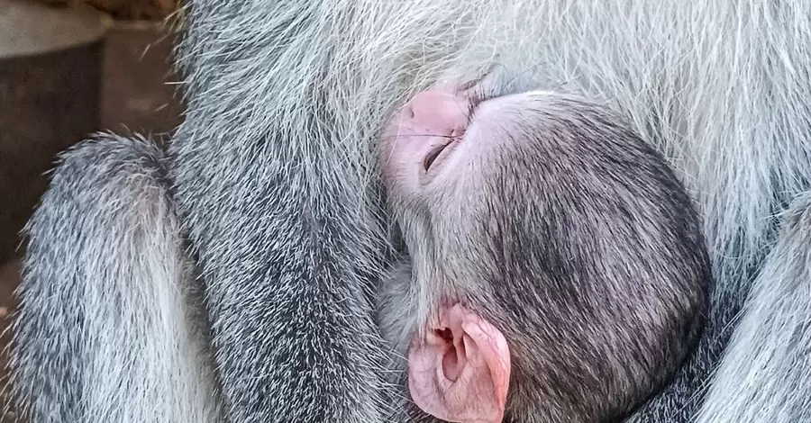 В Одеському зоопарку зелена мавпа показала дитинча, яке понад місяць ховала від оточуючих