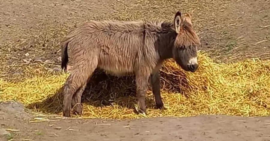 Подільський зоопарк показав свій «дитячий садочок» - від лемурчика до малюка лами