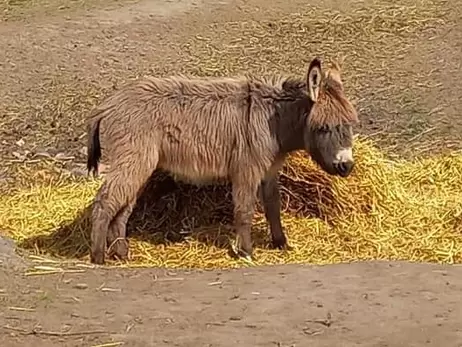 Подольский зоопарк показал свой «детский сад» – от лемурчика до малыша ламы
