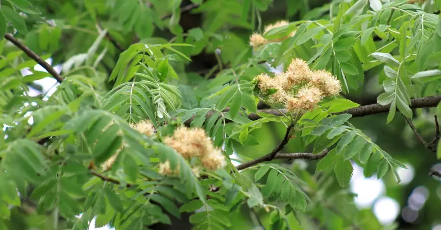 На Закарпатті квітне рідкісне в Україні дерево скоруша